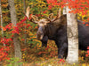 Autumn King - 550 Pieces