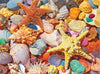 Beach Shells - 550 Pieces