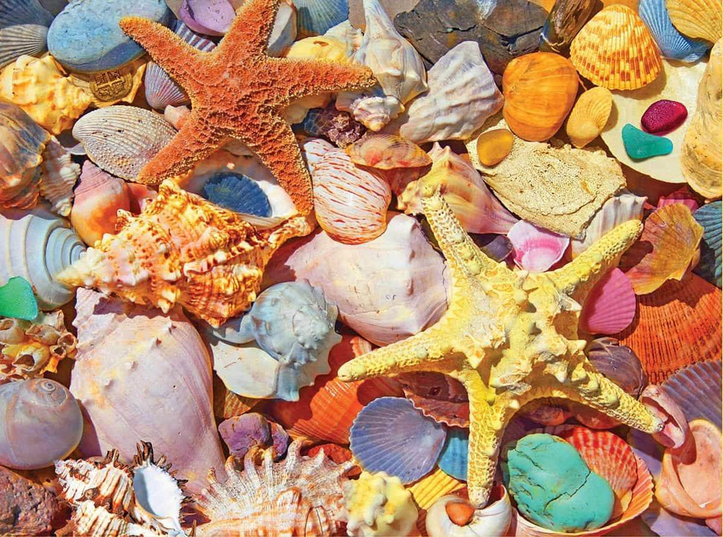 Beach Shells - 550 Pieces